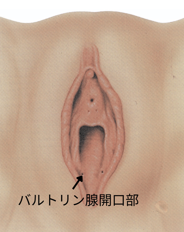 バルトリン腺開口部の図