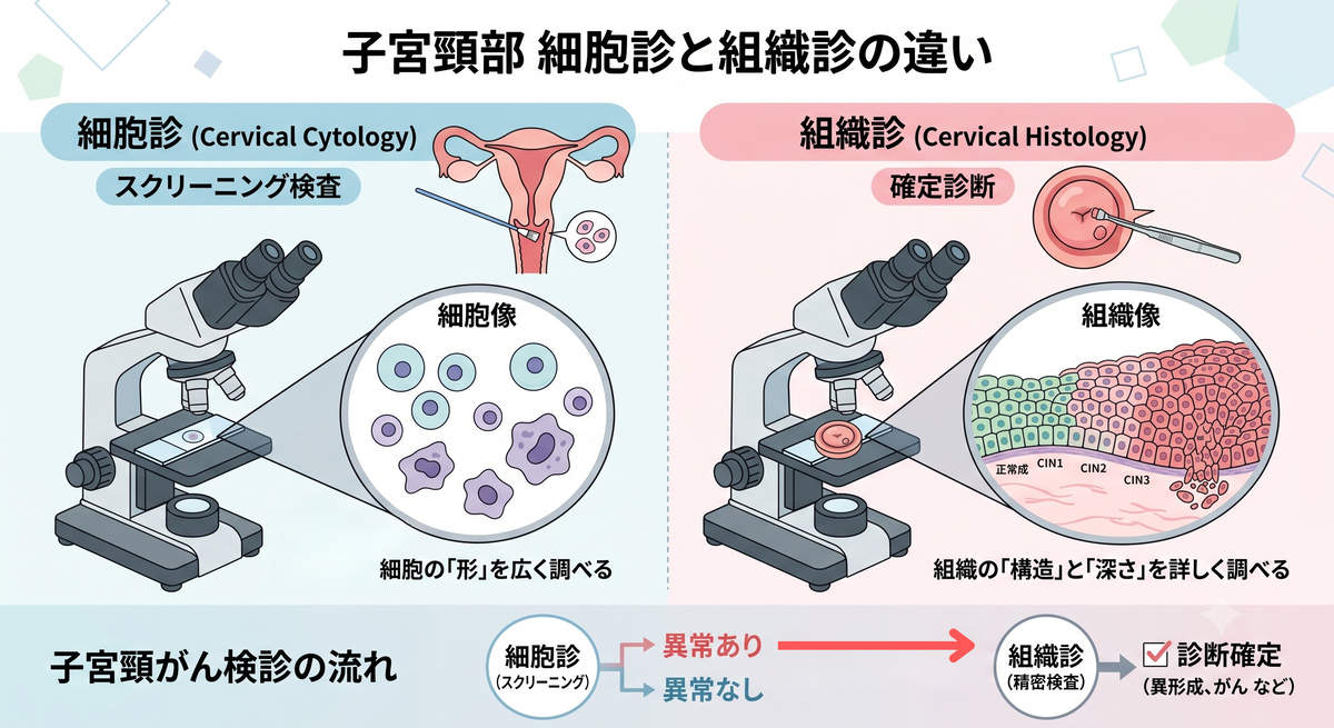 子宮頸部の検査には、細胞診と組織診の2つがあります。名前は似ていますが、目的も、調べ方も、わかることも異なります。